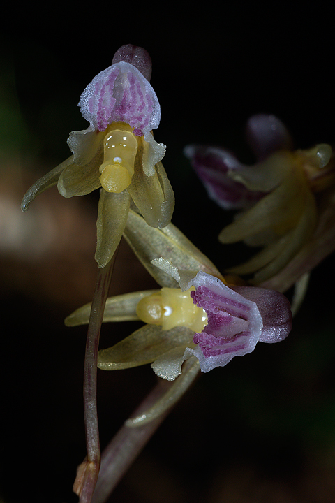 Epipogium aphyllum